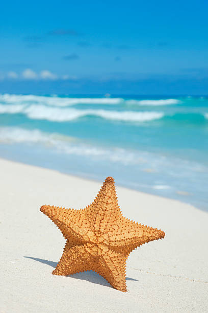 istock Starfish on beach with blue ocean, waves and sky 468754579
