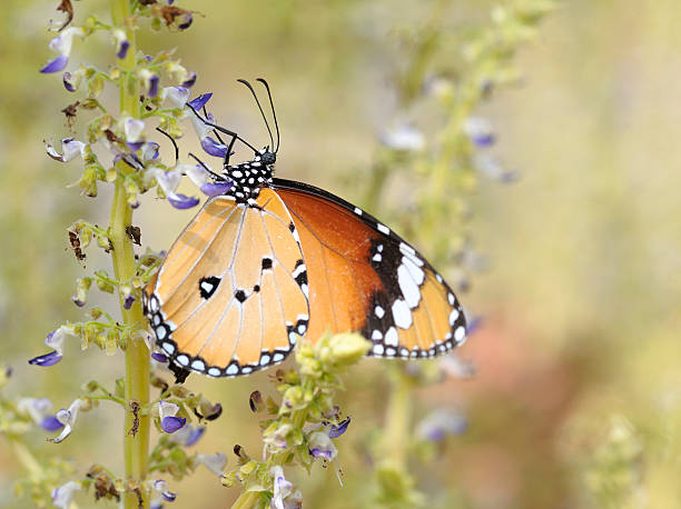 istock close up plain tiger butterfly on flower 468755107