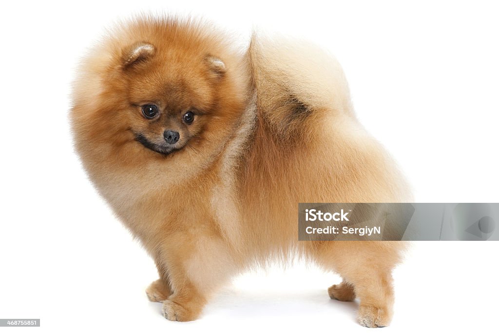 Pomeranian spitz on the white A pomeranian spitz stands on the white background Animal Stock Photo