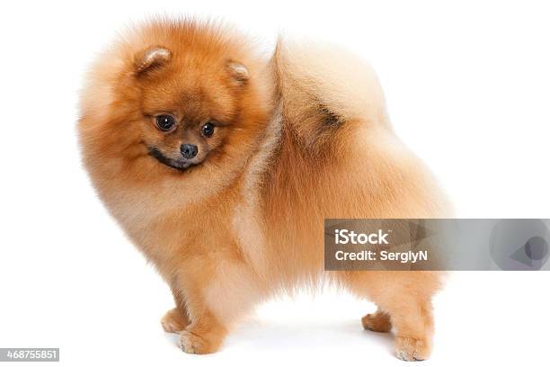 Pomeranian Spitz On The White Stock Photo - Download Image Now - Animal, Animal Hair, Beauty In Nature