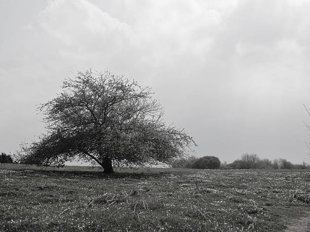 Single tree in a field Black and white of a single tree in a West Sussex field Cosimo stock pictures, royalty-free photos & images