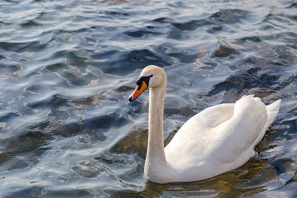 Swan in the water