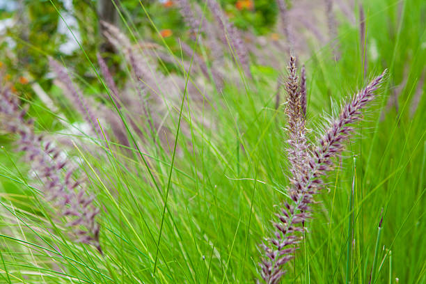 Nature Plant with green grass for background, taken in flower garden Bandung Indonesia
