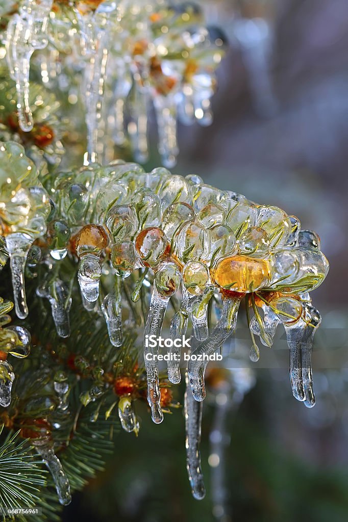 Tanne Zweige mit Eis bedeckt - Lizenzfrei Ast - Pflanzenbestandteil Stock-Foto