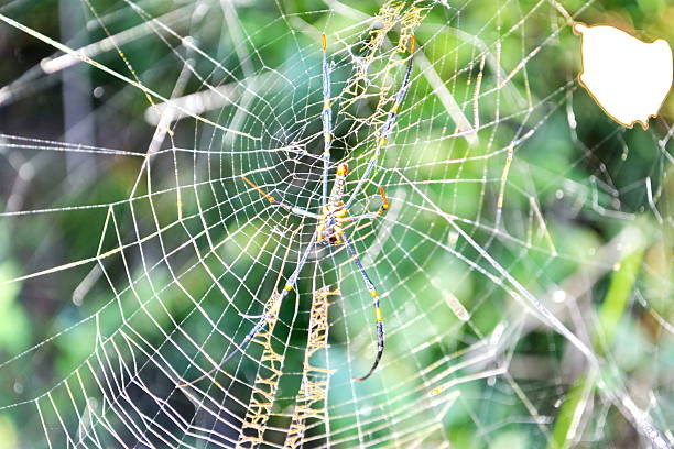 istock Spider Golden Orb, Arachnida 468757493