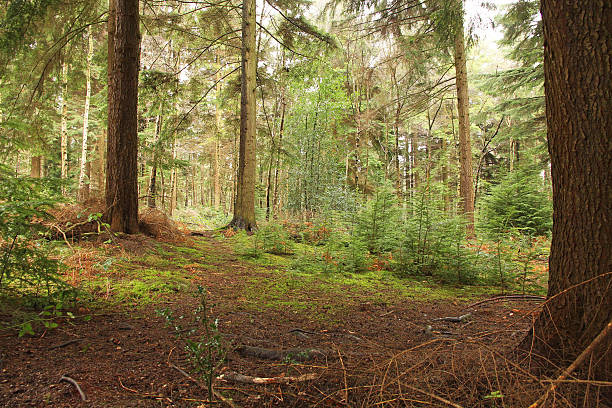 Autumn arrives in the woods of Trebah, Cornwall