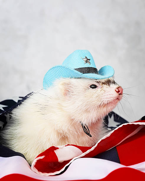 istock Little ferret on the USA flag background 468759828