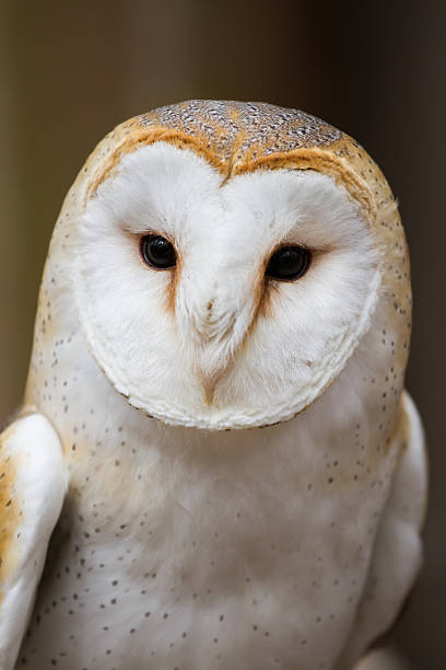 istock Portrait of a British Barn Owl 468759854