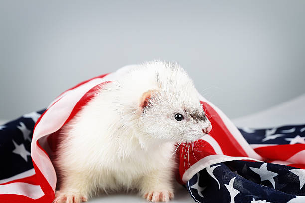 istock Little ferret on the USA flag background 468762498
