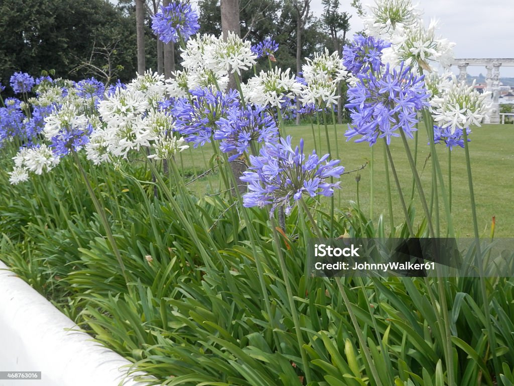 Agapanthus Flower Stock Photo - Download Image Now - 2015, African Lily,  Flower - iStock