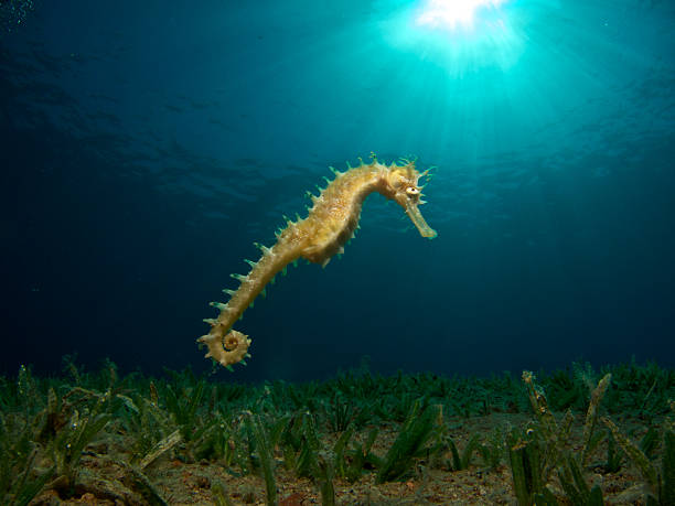 istock Seahorse Swimming with Sun Rays 468764691