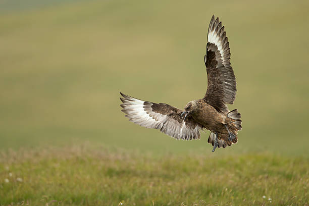 istock Great skua (Stercorarius skua) Bonxie 468765129