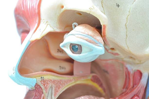 istock facial muscle anatomy 468765298