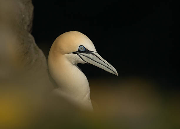 istock Portrait of northern gannet. 468768637