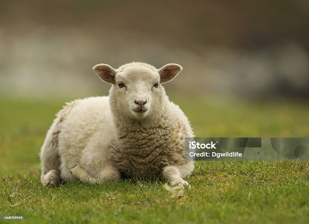 Shetland sheep lamb Shetland sheep lamb laying on the grass Sheep Stock Photo