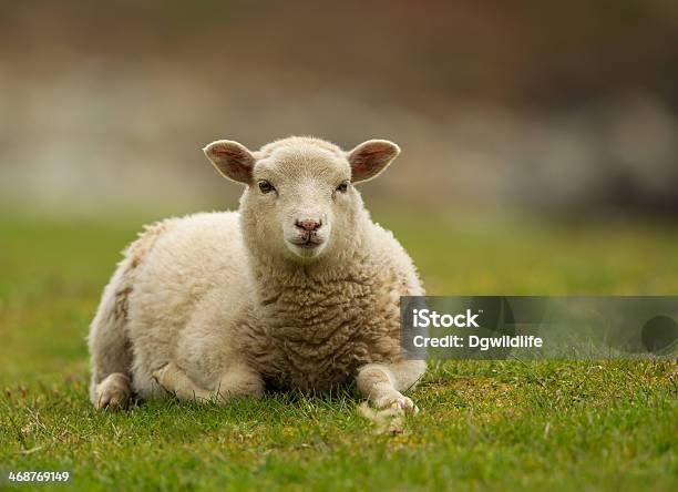 Shetland Sheep Lamb Stock Photo - Download Image Now - Sheep, Shetland Islands, Animal