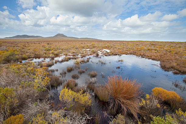 fynbos vegetazione - hill grass heath moor foto e immagini stock