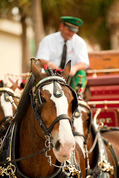 budweiser clydesdale - bud stock-fotos und bilder