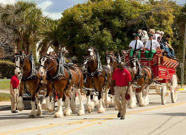 budweiser clydesdale - bud stock-fotos und bilder