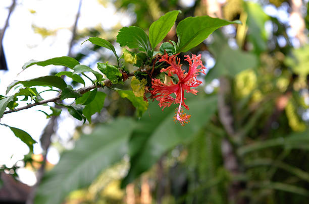 istock Red Dying Shoe Flower 468770456