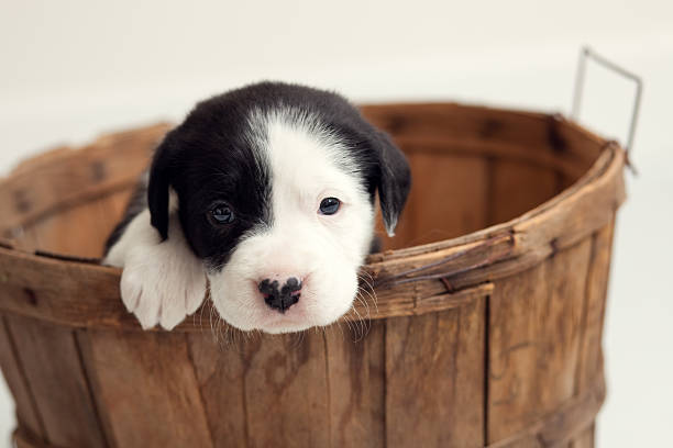 istock Boxer Puppy in Basket (8 weeks) 468772029