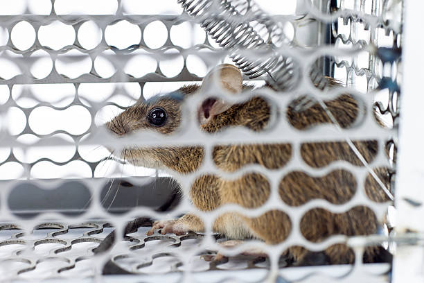 istock rat in the cage trap 468772816