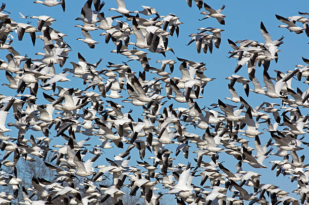 istock Greater snow geese in flight 468773360