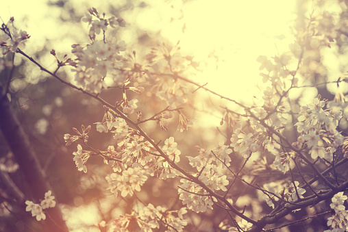 Alarm clock with spring flowers. Spring time, daylight savings concept, spring forward.