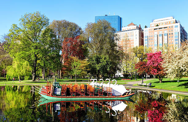 swan embarcaciones en el jardín público de boston - boston common fotografías e imágenes de stock