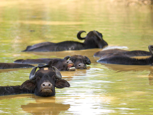 Wild water buffalo in its natural environment