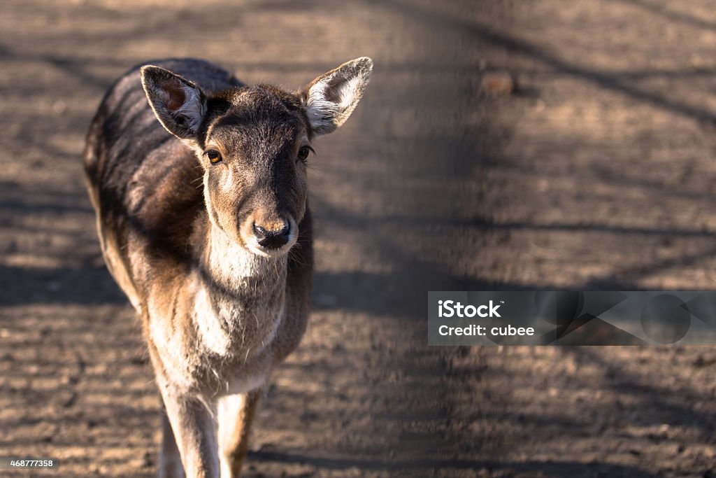 Wild roe in zoo Wild roe in zoo looking in the camera 2015 Stock Photo