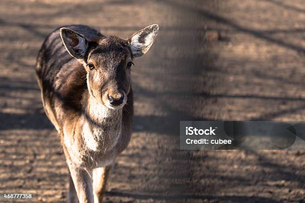 Wild Roe In Zoo Stock Photo - Download Image Now - 2015, Animal, Animal Wildlife