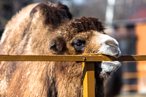 Brown camel in zoo eating fence