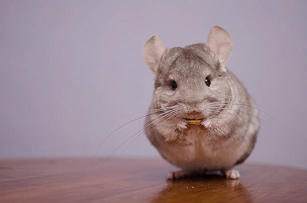 chinchilla comer sus alimentos - chinchillas fotografías e imágenes de stock