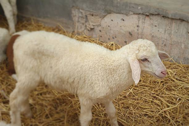 istock Many lambs on the farm. 468779522