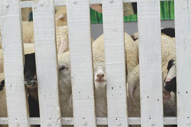 istock Many lambs on the farm. 468779526