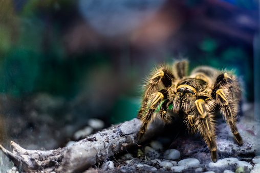 Yellow tarantula in terrarium toxic spider