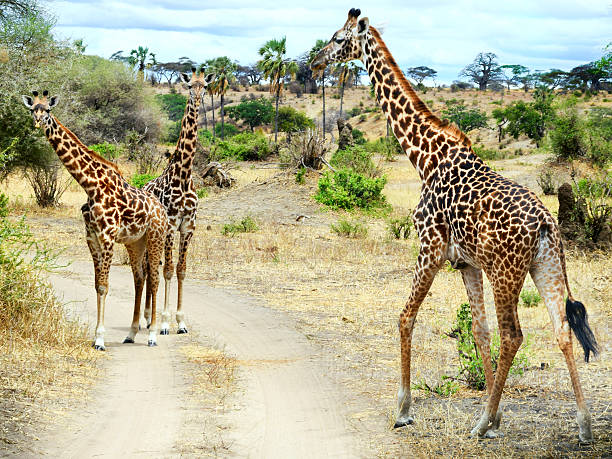 girafas na savana - lake manyara national park - fotografias e filmes do acervo