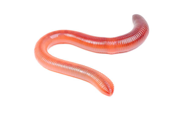 istock animal earth worm isolated on white background 468783100