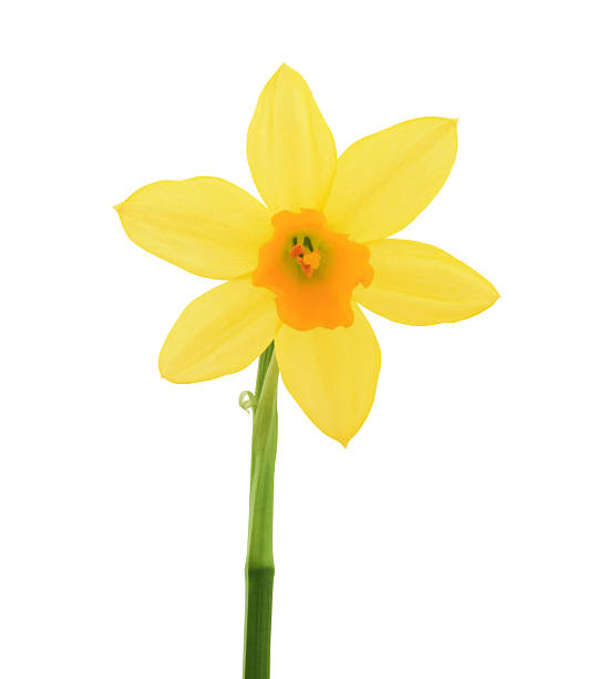 istock Yellow Narcissus Flower 468783502