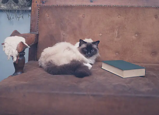 A cat is studying a book on a sofa