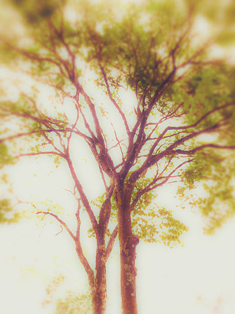 istock Beautiful branches and leaves in the forest. 468783608