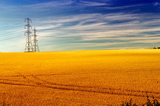 High voltage towers in yellow field stock photo