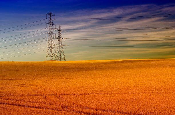 High voltage towers in yellow field stock photo