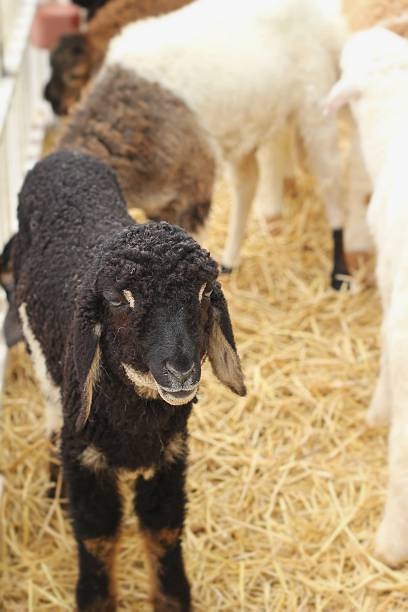 istock Many lambs on the farm. 468783954