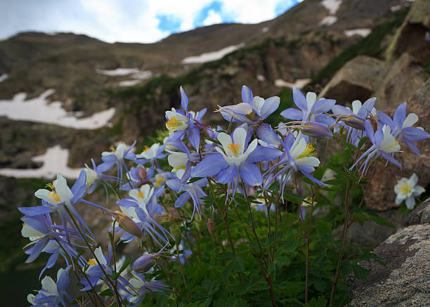 istock Columbines in Colorado 468784872