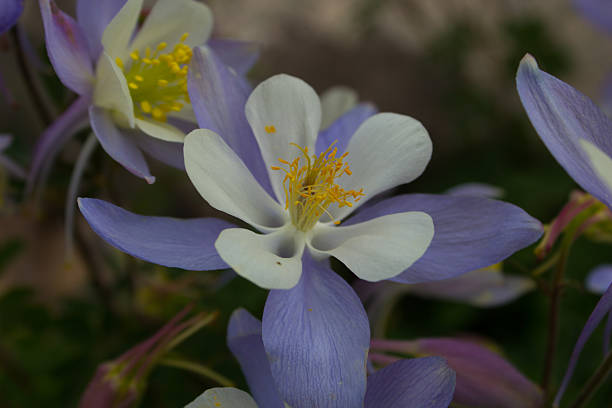 istock Colorado Columbine 468784882