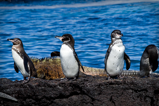 Group of penguins on a rock with an iguana in the background in the Galapagos Islands, Ecuador
