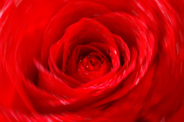 istock background from a red rose of blur 468786710
