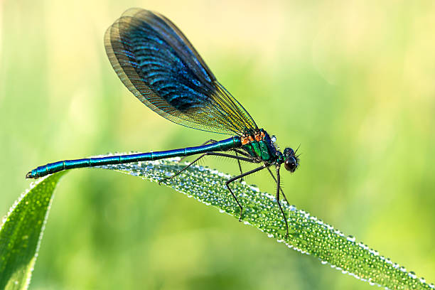 美しいトンボの草地のクローズアップ - wing dragonfly animal eye blue ストックフォトと画像